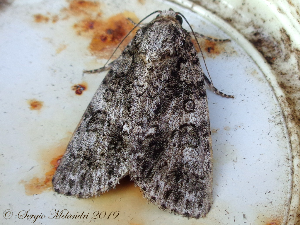 ID Noctuidae - Acronicta (Viminia) rumicis